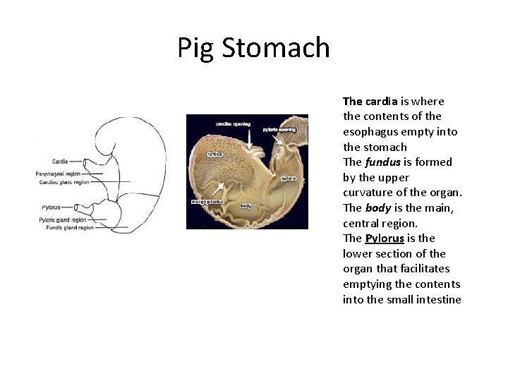 Pig Stomach The cardia is where the contents of the esophagus empty into the