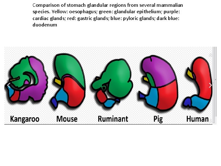 Comparison of stomach glandular regions from several mammalian species. Yellow: oesophagus; green: glandular epithelium;