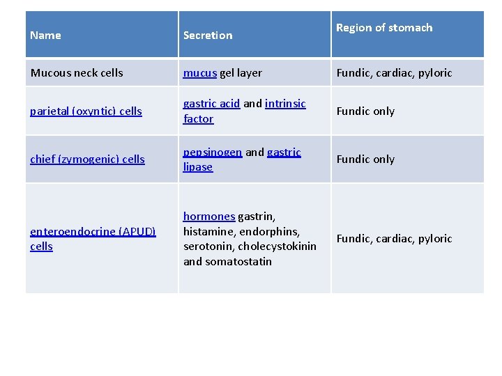Region of stomach Name Secretion Mucous neck cells mucus gel layer Fundic, cardiac, pyloric