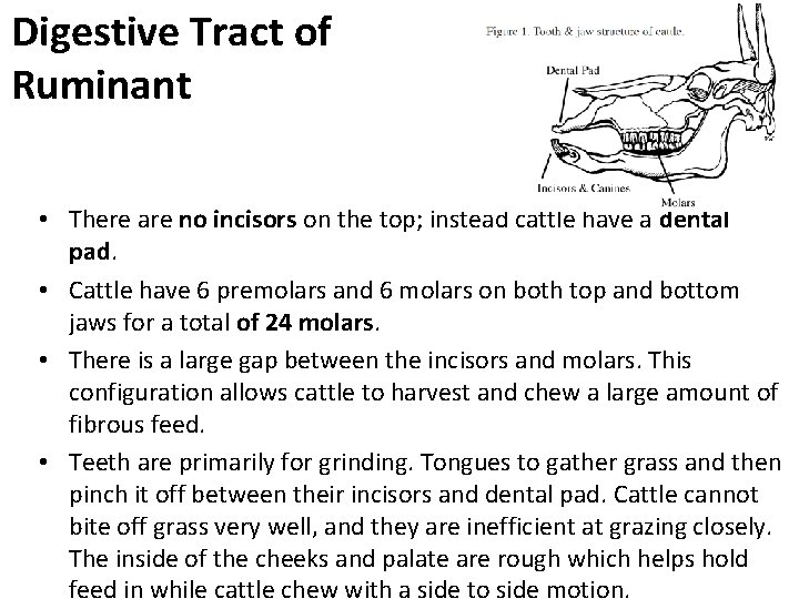 Digestive Tract of Ruminant • There are no incisors on the top; instead cattle