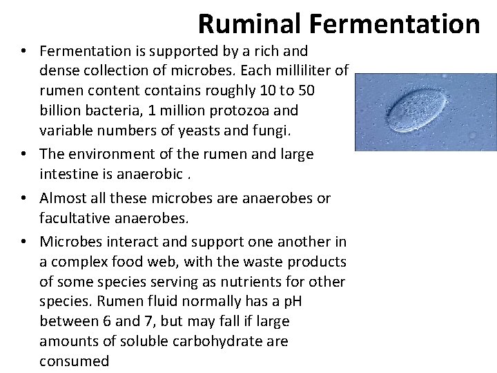 Ruminal Fermentation • Fermentation is supported by a rich and dense collection of microbes.