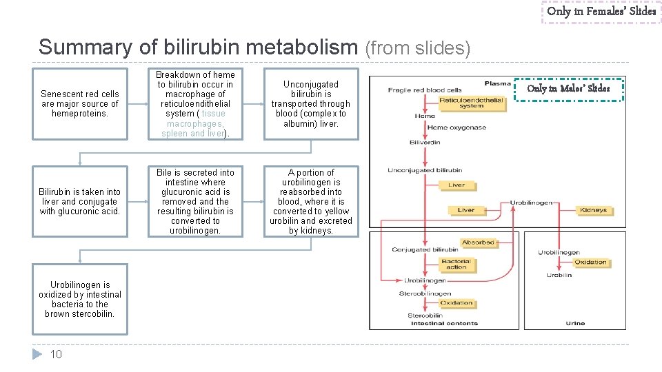 Only in Females’ Slides Summary of bilirubin metabolism (from slides) Senescent red cells are