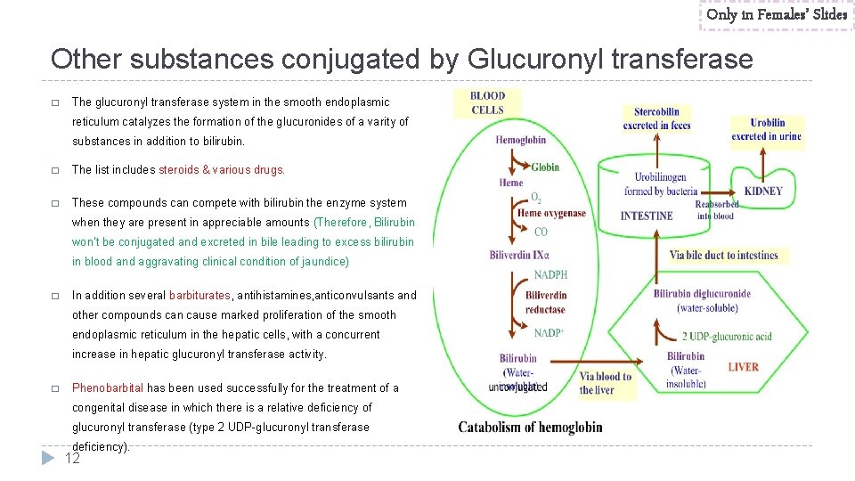 Only in Females’ Slides Other substances conjugated by Glucuronyl transferase � The glucuronyl transferase