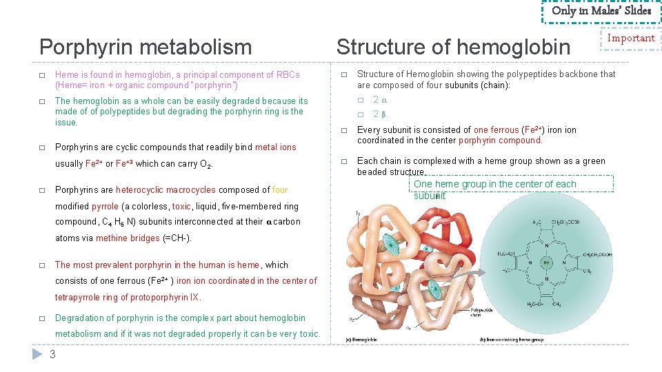 Only in Males’ Slides Porphyrin metabolism � Heme is found in hemoglobin, a principal