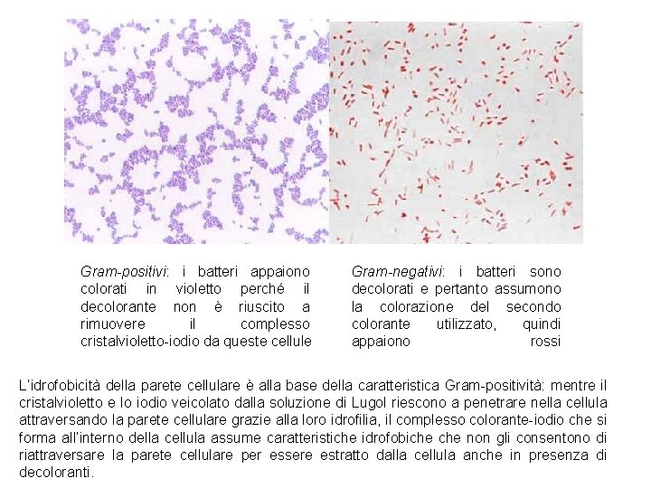 Gram-positivi: i batteri appaiono colorati in violetto perché il decolorante non è riuscito a