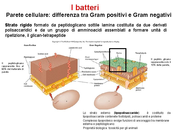 I batteri Parete cellulare: differenza tra Gram positivi e Gram negativi Strato rigido formato