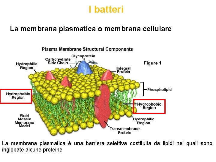 I batteri La membrana plasmatica o membrana cellulare La membrana plasmatica è una barriera