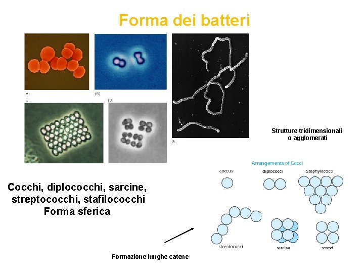 Forma dei batteri Strutture tridimensionali o agglomerati Cocchi, diplococchi, sarcine, streptococchi, stafilococchi Forma sferica