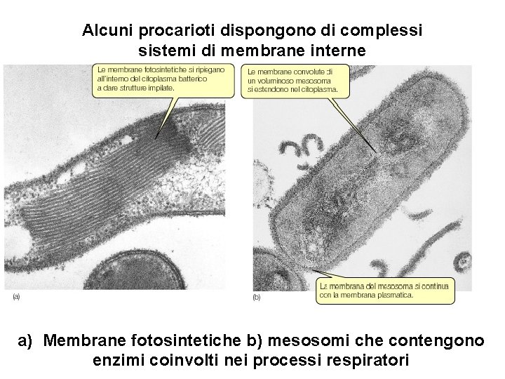 Alcuni procarioti dispongono di complessi sistemi di membrane interne a) Membrane fotosintetiche b) mesosomi