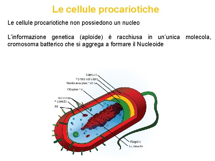 Le cellule procariotiche non possiedono un nucleo L’informazione genetica (aploide) è racchiusa in un’unica