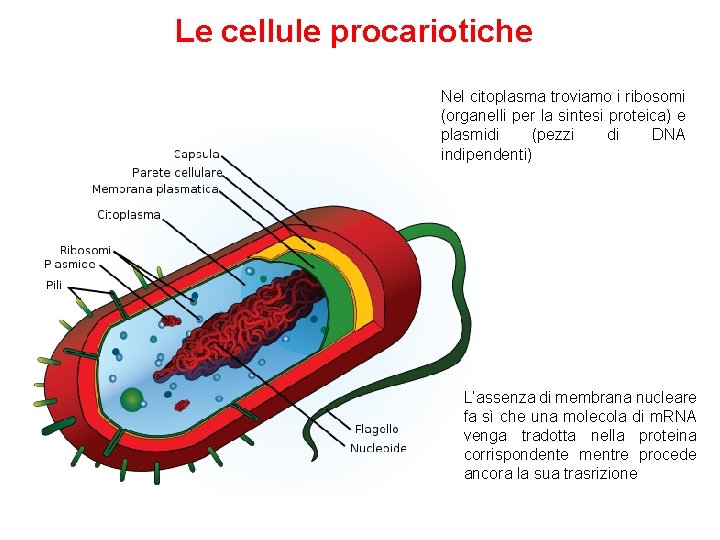 Le cellule procariotiche Nel citoplasma troviamo i ribosomi (organelli per la sintesi proteica) e