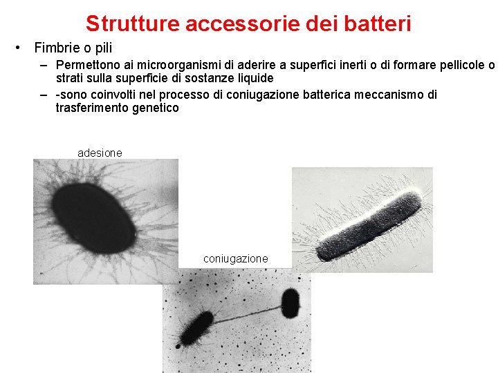 Strutture accessorie dei batteri • Fimbrie o pili – Permettono ai microorganismi di aderire