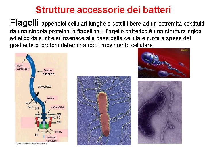 Strutture accessorie dei batteri Flagelli appendici cellulari lunghe e sottili libere ad un’estremità costituiti