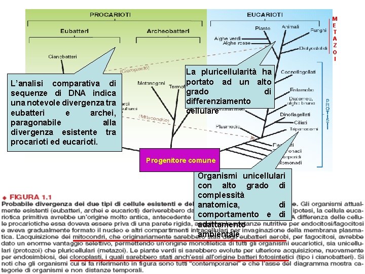 M E T A Z O I L’analisi comparativa di sequenze di DNA indica