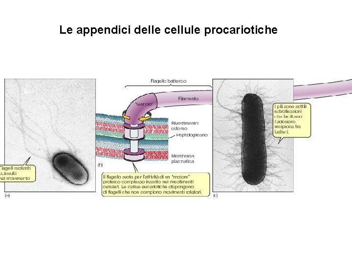 Le appendici delle cellule procariotiche 