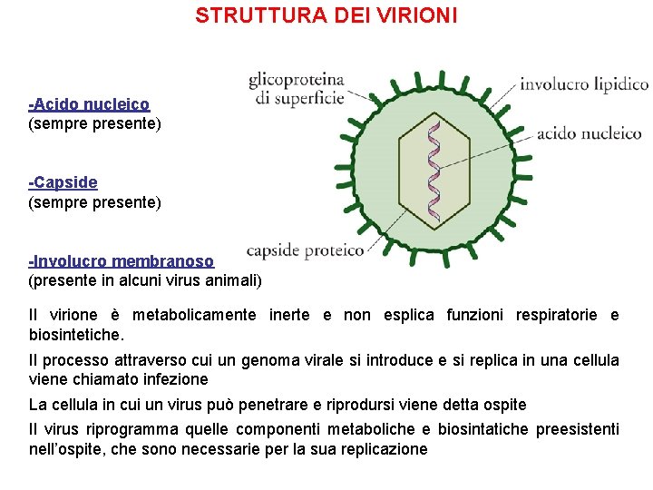 STRUTTURA DEI VIRIONI -Acido nucleico (sempre presente) -Capside (sempre presente) -Involucro membranoso (presente in