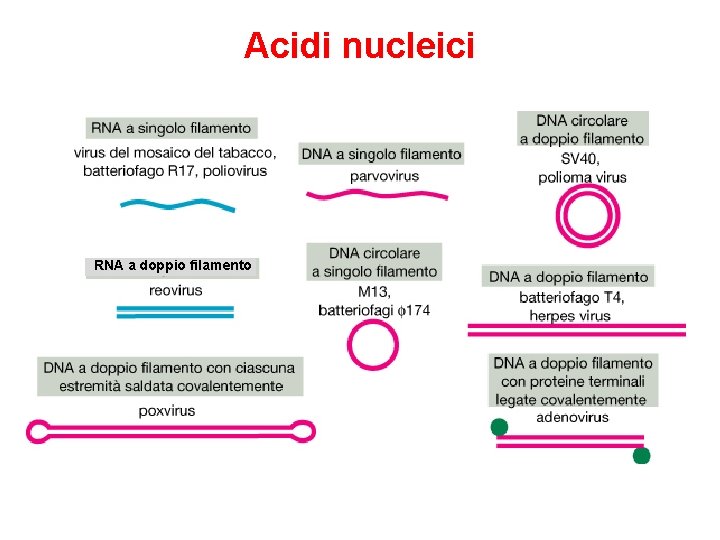 Acidi nucleici RNA a doppio filamento 