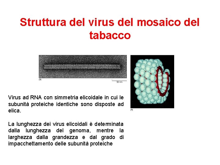 Struttura del virus del mosaico del tabacco Virus ad RNA con simmetria elicoidale in