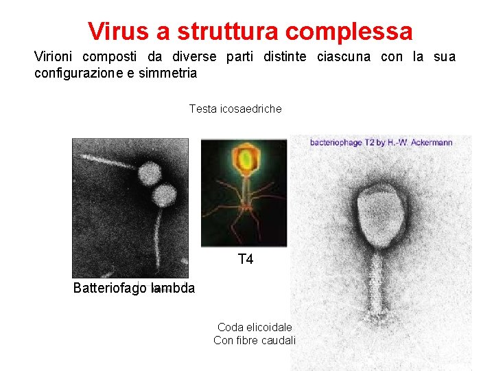 Virus a struttura complessa Virioni composti da diverse parti distinte ciascuna con la sua