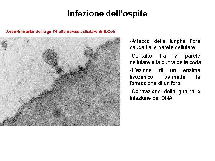 Infezione dell’ospite Adsorbimento del fago T 4 alla parete cellulare di E. Coli -Attacco