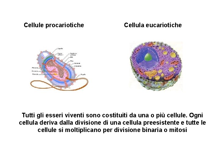 Cellule procariotiche Cellula eucariotiche Tutti gli esseri viventi sono costituiti da una o più