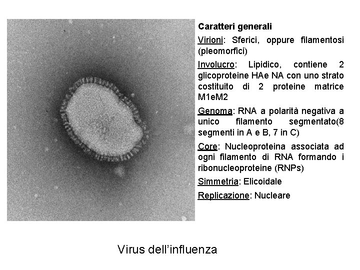 Caratteri generali Virioni: Sferici, oppure filamentosi (pleomorfici) Involucro: Lipidico, contiene 2 glicoproteine HAe NA