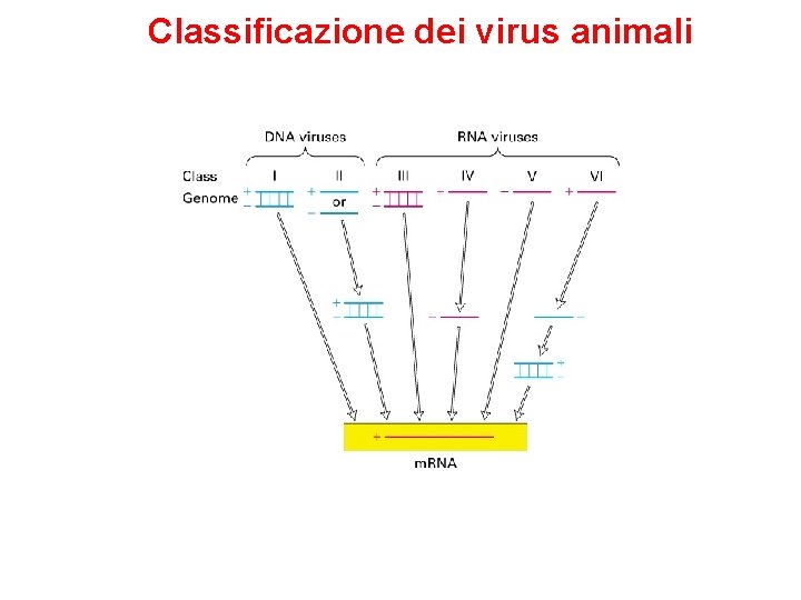 Classificazione dei virus animali 