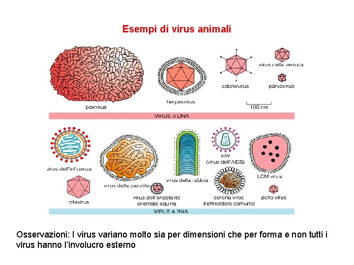 Esempi di virus animali Osservazioni: I virus variano molto sia per dimensioni che per