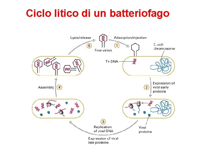 Ciclo litico di un batteriofago 