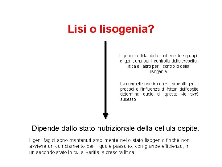 Lisi o lisogenia? Il genoma di lambda contiene due gruppi di geni, uno per