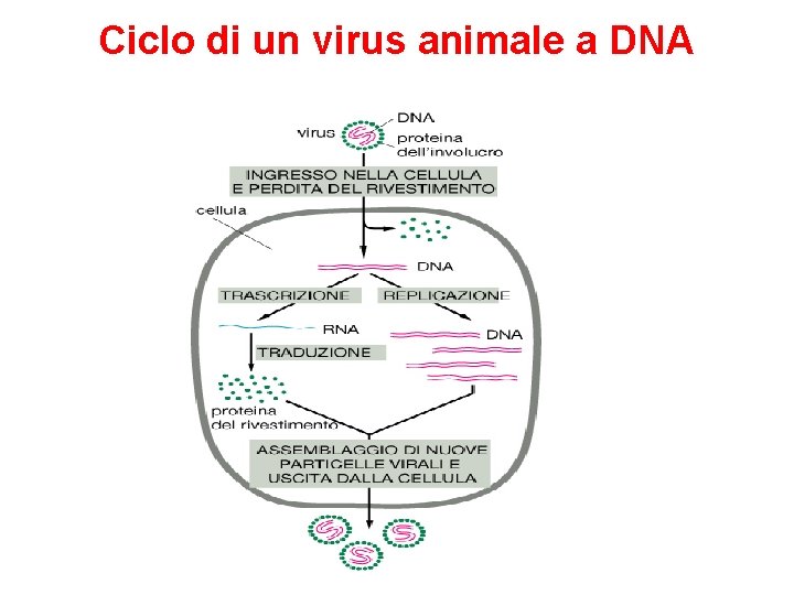 Ciclo di un virus animale a DNA 