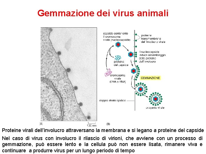 Gemmazione dei virus animali Proteine virali dell’involucro attraversano la membrana e si legano a