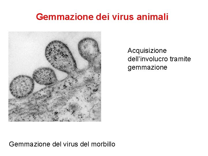 Gemmazione dei virus animali Acquisizione dell’involucro tramite gemmazione Gemmazione del virus del morbillo 