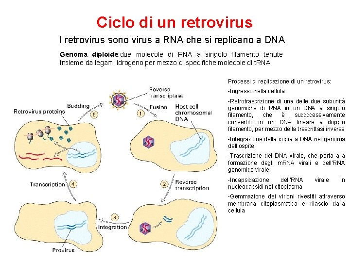 Ciclo di un retrovirus I retrovirus sono virus a RNA che si replicano a