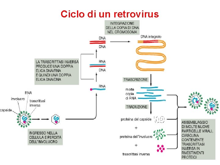 Ciclo di un retrovirus 