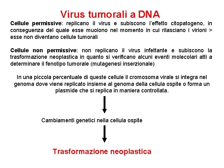 Virus tumorali a DNA Cellule permissive: replicano il virus e subiscono l’effetto citopatogeno, in