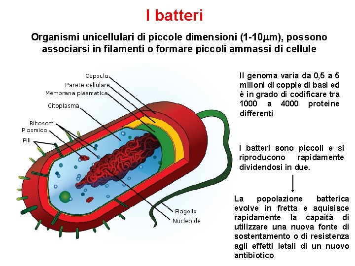I batteri Organismi unicellulari di piccole dimensioni (1 -10 mm), possono associarsi in filamenti