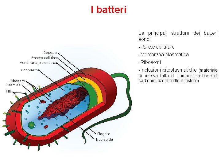 I batteri Le principali strutture dei batteri sono: -Parete cellulare -Membrana plasmatica -Ribosomi -Inclusioni