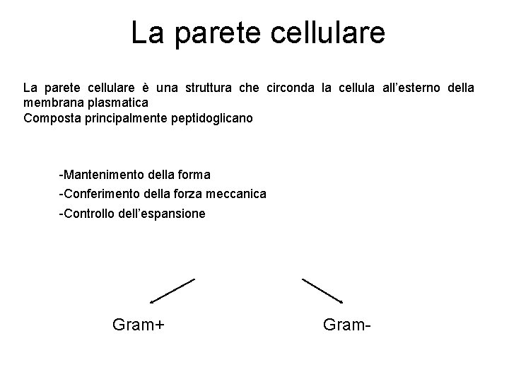 La parete cellulare è una struttura che circonda la cellula all’esterno della membrana plasmatica