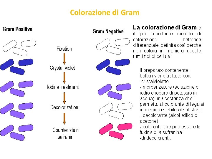 Colorazione di Gram La colorazione di Gram è il più importante metodo di colorazione