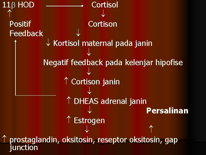 11 HOD Positif Feedback Cortisol Cortison Kortisol maternal pada janin Negatif feedback pada kelenjar