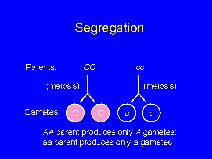 Segregation Parents: CC cc (meiosis) Gametes: C (meiosis) C c c AA parent produces