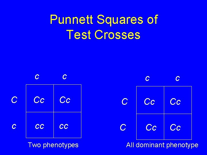 Punnett Squares of Test Crosses c c C Cc Cc c cc cc Two