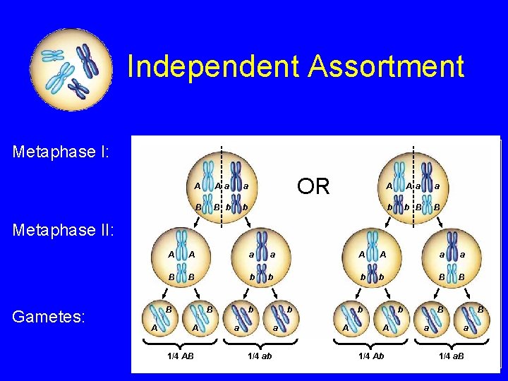 Independent Assortment Metaphase I: A A a a B B b b OR A