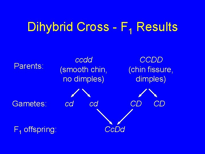 Dihybrid Cross - F 1 Results Parents: Gametes: F 1 offspring: ccdd (smooth chin,