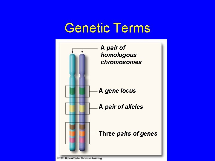 Genetic Terms A pair of homologous chromosomes A gene locus A pair of alleles