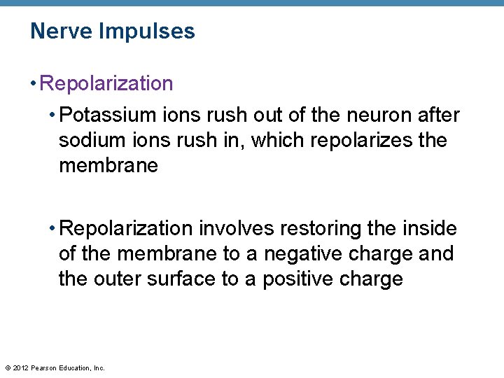 Nerve Impulses • Repolarization • Potassium ions rush out of the neuron after sodium