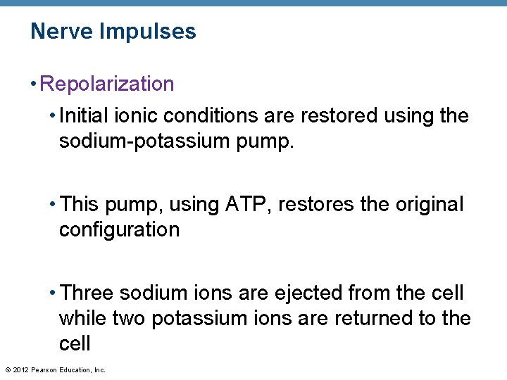 Nerve Impulses • Repolarization • Initial ionic conditions are restored using the sodium-potassium pump.