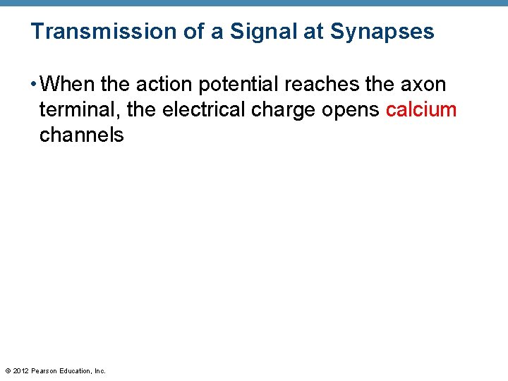 Transmission of a Signal at Synapses • When the action potential reaches the axon