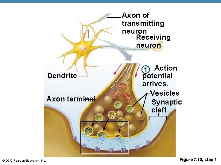 Axon of transmitting neuron Receiving neuron Dendrite Axon terminal © 2012 Pearson Education, Inc.